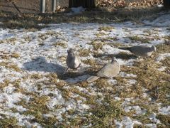 Streptopelia decaocto