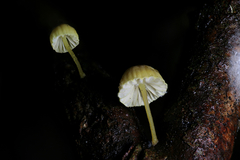 Mycena carolinensis