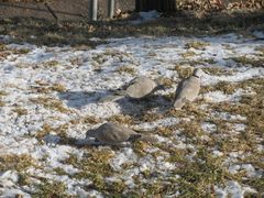 Streptopelia decaocto