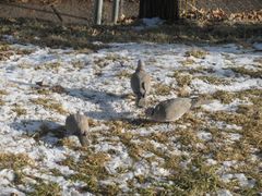 Streptopelia decaocto