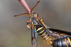 Paranthrene asilipennis