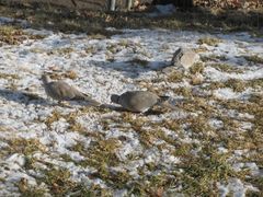 Streptopelia decaocto