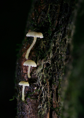 Mycena carolinensis