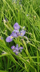 Iris giganticaerulea