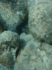 Hypoplectrus randallorum