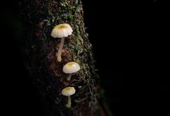 Mycena carolinensis