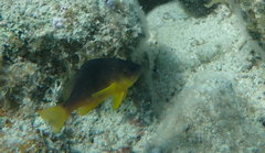 Hypoplectrus randallorum