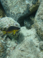 Hypoplectrus randallorum