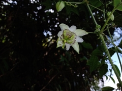 Passiflora sicyoides