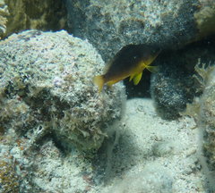 Hypoplectrus randallorum