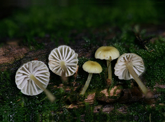 Mycena carolinensis