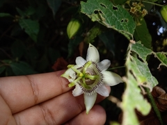 Passiflora sicyoides