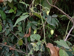 Passiflora sicyoides