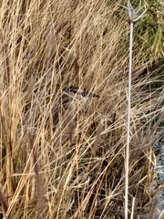 Nycticorax nycticorax