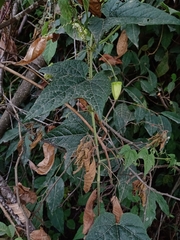 Passiflora sicyoides