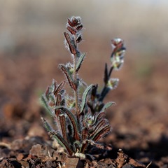 Plagiobothrys arizonicus