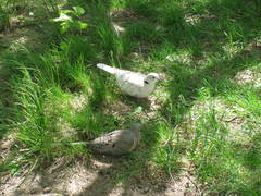 Streptopelia decaocto