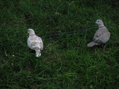 Streptopelia decaocto