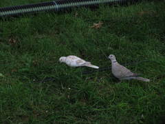Streptopelia decaocto
