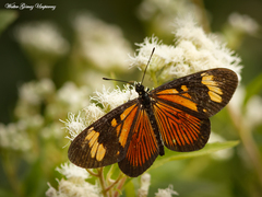 Actinote thalia pyrrha