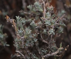 Oedera humilis