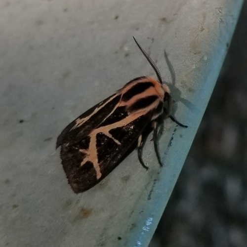 Figured Tiger Moth photo 2