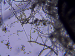 Eurotiomycetes