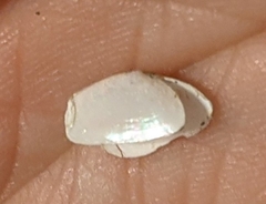 Ameritella agilis