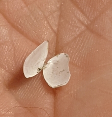 Ameritella agilis