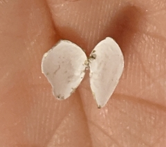 Ameritella agilis