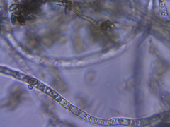 Eurotiomycetes
