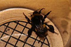 Bombus lucorum