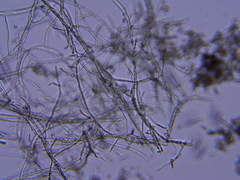 Eurotiomycetes