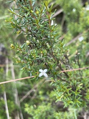 Arcytophyllum thymifolium