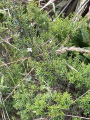 Arcytophyllum thymifolium