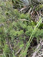 Arcytophyllum thymifolium