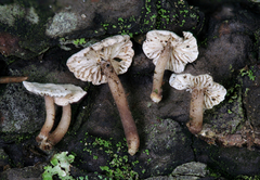 Marasmiellus praeacutus