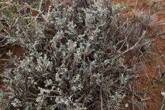 Oedera humilis