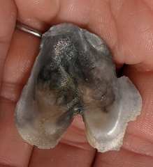 Crassostrea virginica