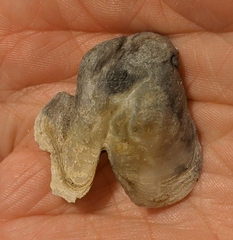 Crassostrea virginica