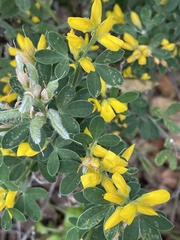 Genista stenopetala