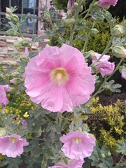 Alcea rosea