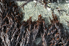 Cryptosiphonia woodii