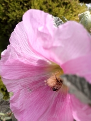 Alcea rosea