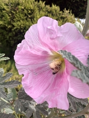 Alcea rosea