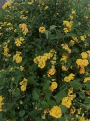 Lantana depressa