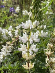 Lupinus albus