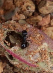 Tetramorium solidum