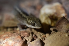 Diplodactylus calcicolus