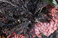 Odonthalia
